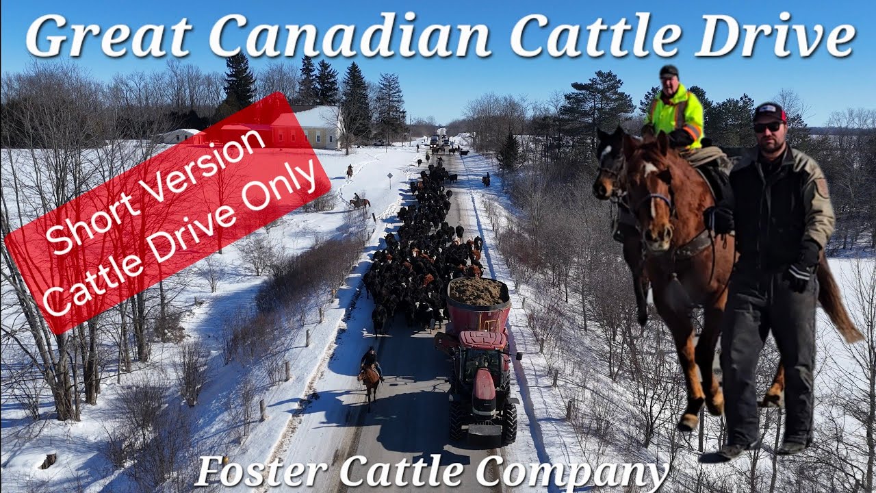 CATTLE DRIVE - Short version #canada #farming #farmer #farmvideos #cows #horse #cowboys #ranchers 