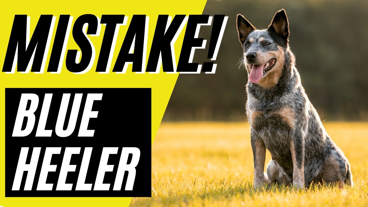 7 Blue Heeler Mistakes to AVOID | Australian Cattle Dog Mistakes