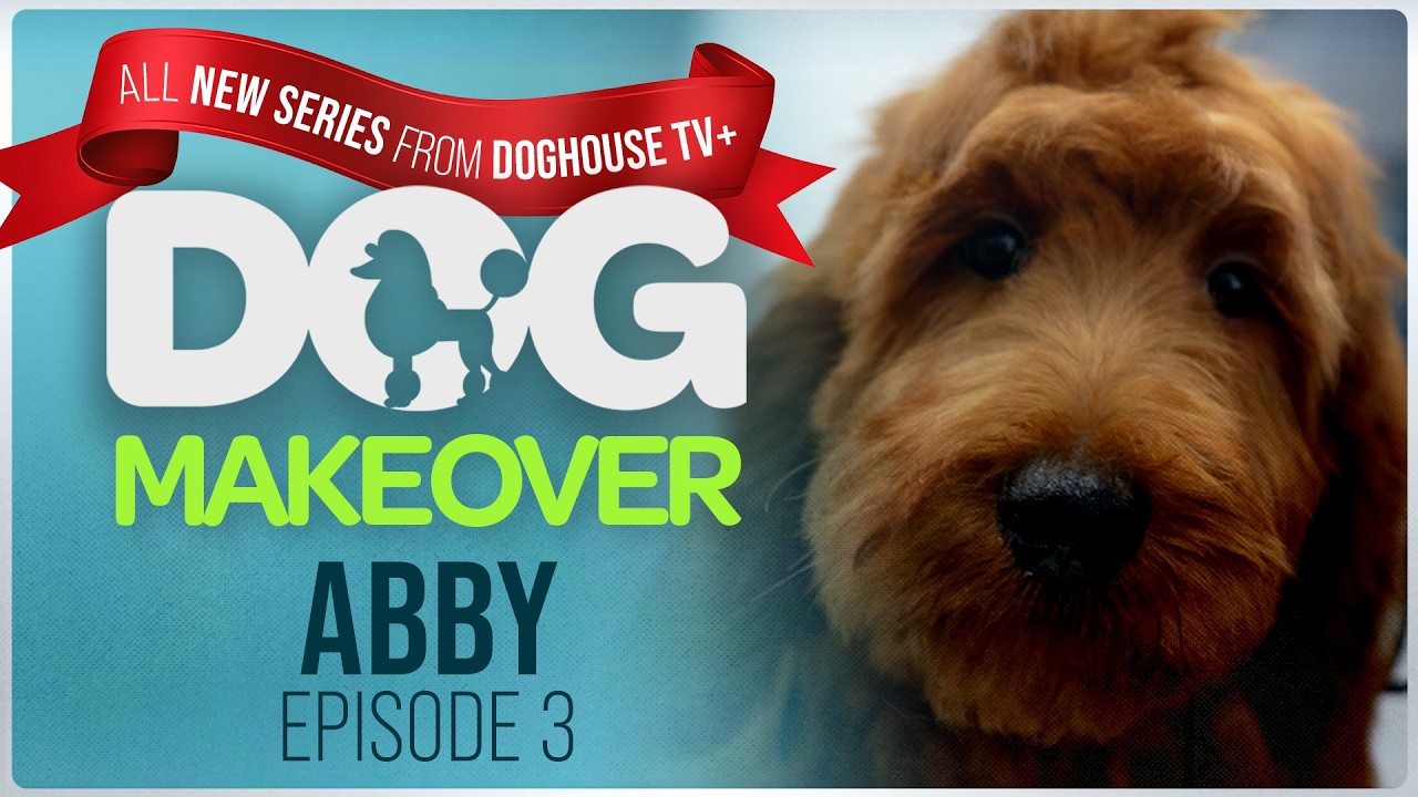 Sweet Abandoned Doodle Gets Rescued | Dog Makeover | Reality Series