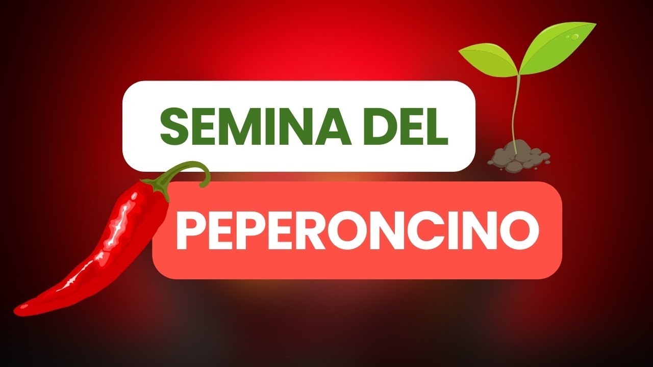 Come coltivare i semi di peperoncino: i metodi principali per una germinazione ottimale - Assopepper