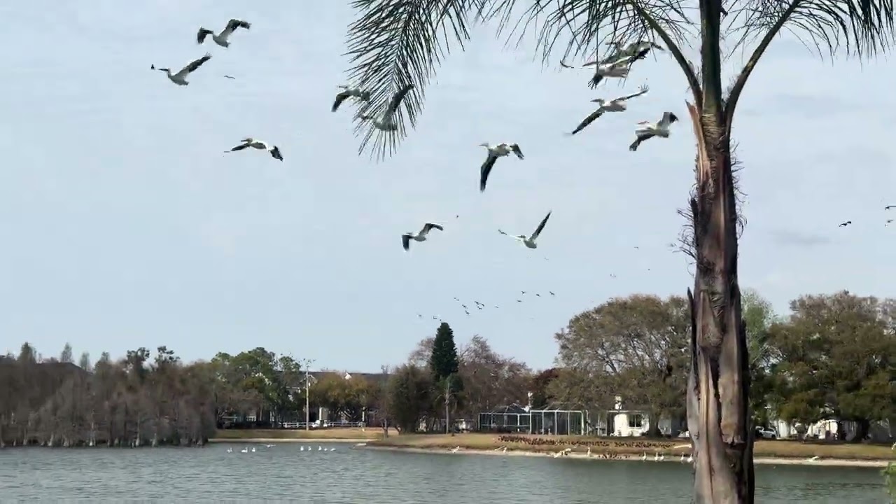 Our White Pelican neighbors taking off