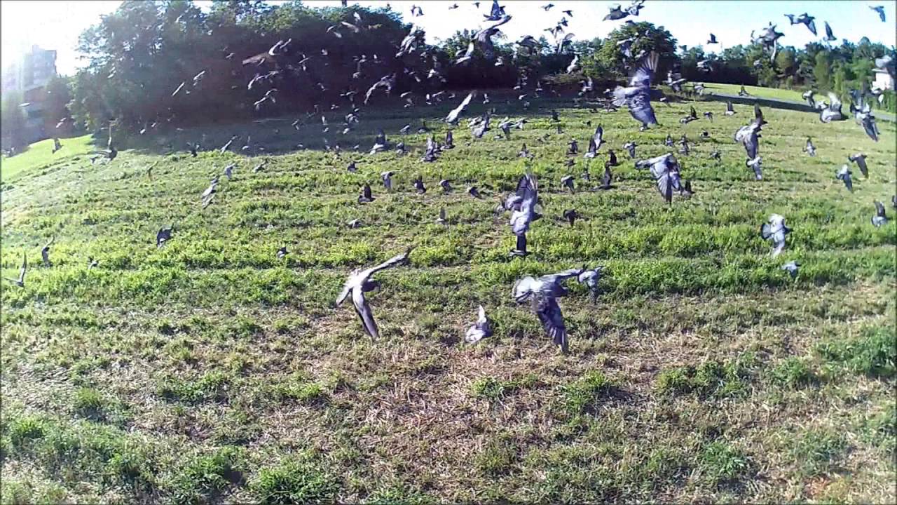 DRONE VS PICCIONI