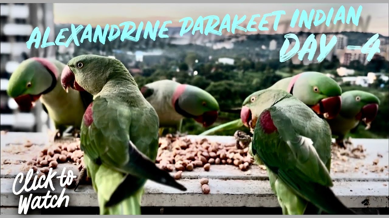 Alexander parrot India day 4