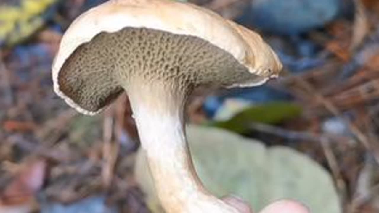 冬天的菌情不太好！看样子乌枞应该是真的要过季了。喜欢捡菌子的朋友们应该可以冬眠了。哈哈……#捡菌子 #捡菌子的乐趣 #野生菌 #枞菌的季节