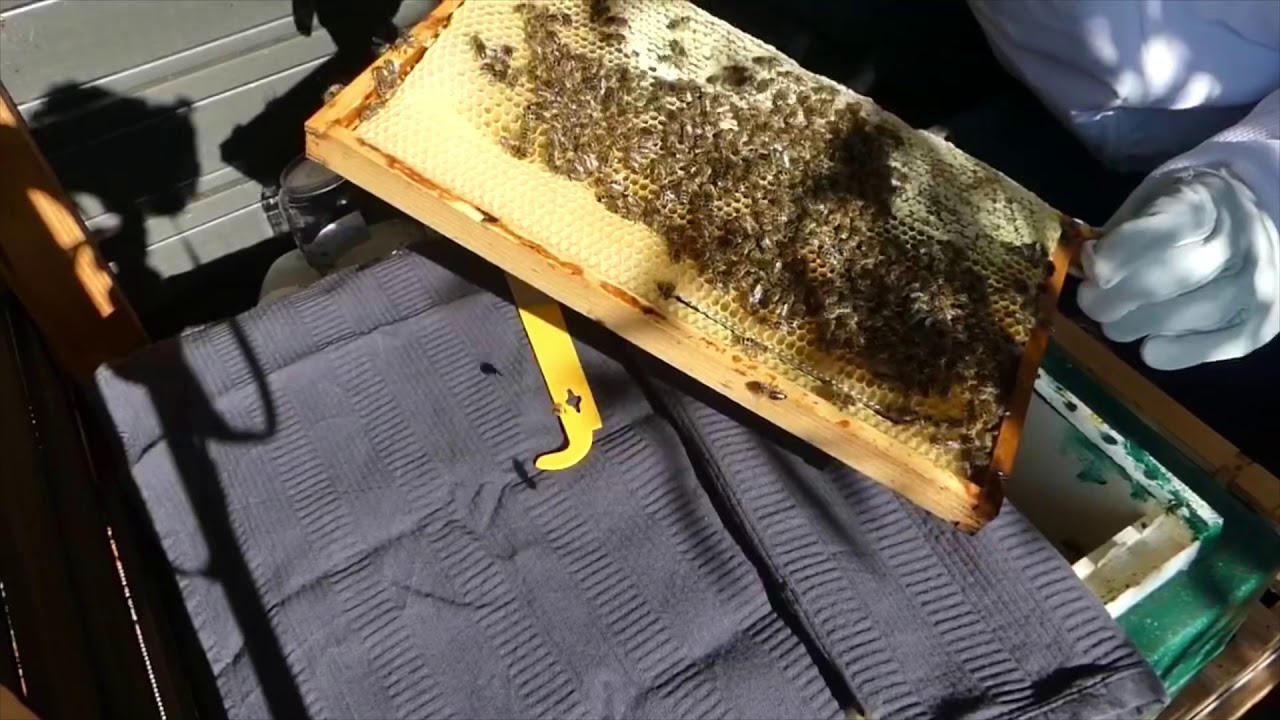 Film4  koningin gezien controle carnica bijen,verzegelde honing, nectar, open en gesloten broed