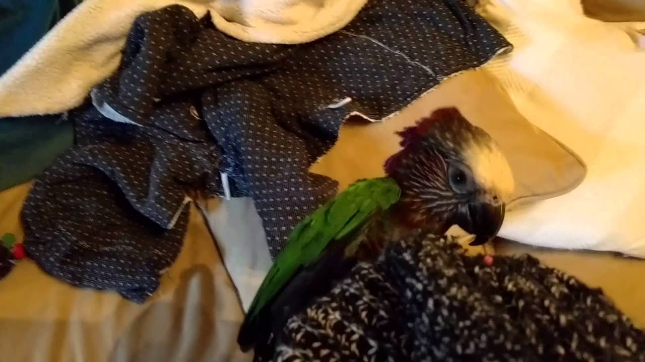 Hawk head tantrum