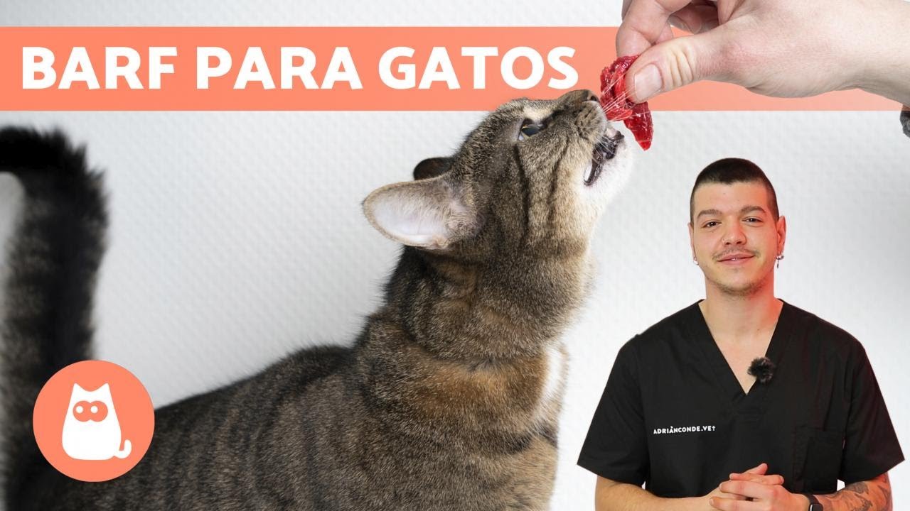 &iquest;C&oacute;mo hacer COMIDA BARF para GATOS? 🐱🥩 (Ejemplos de Recetas)