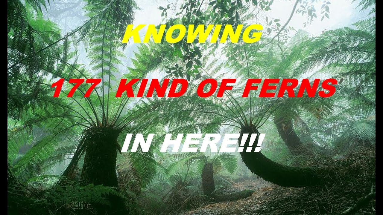 177 KIND OF FERNS IN HERE
