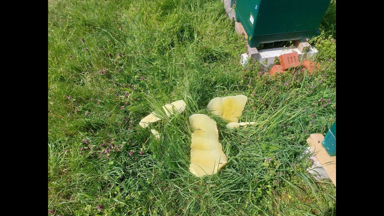 Brauche eure Hilfe - was tun gegen Wildbau?