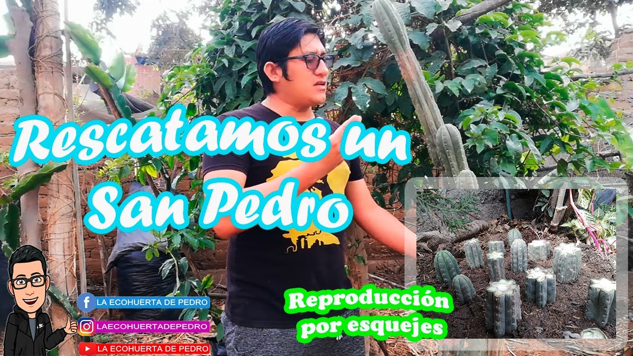SAN PEDRO - RESCATE -  ESQUEJES