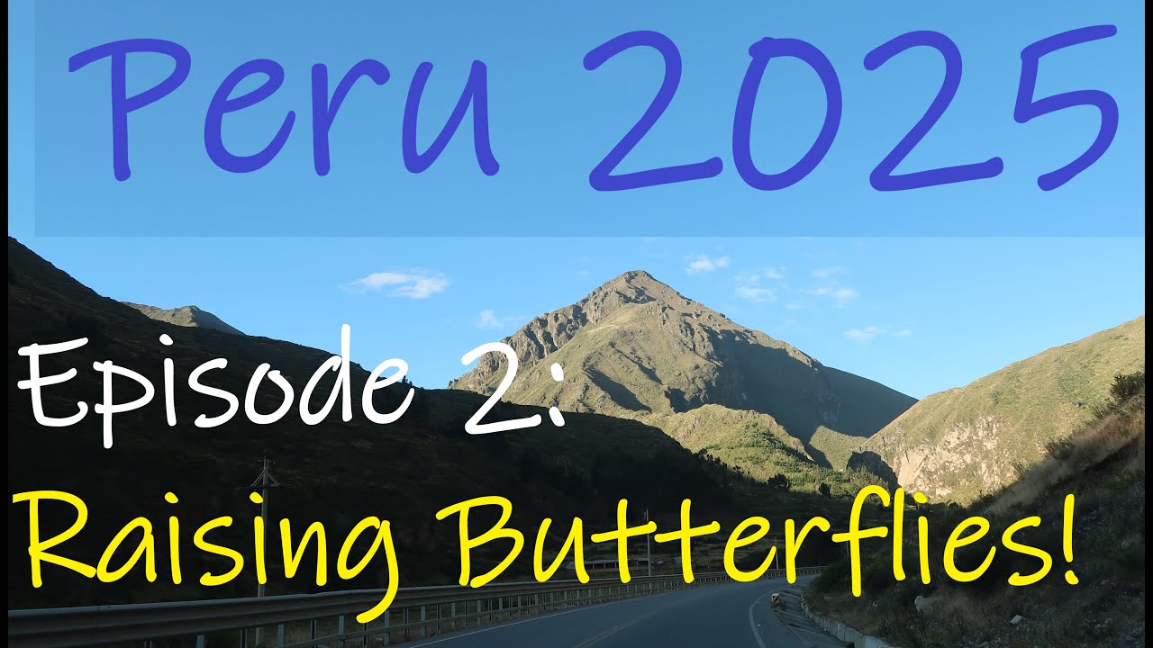 Peru Episode 2, Raising Butterflies