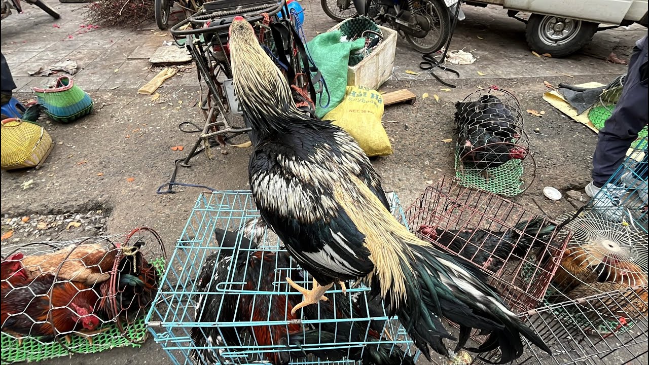 Chợ gà chọi ngày 29 Tết âm lịch , chợ Hà Đông , Hà Nội