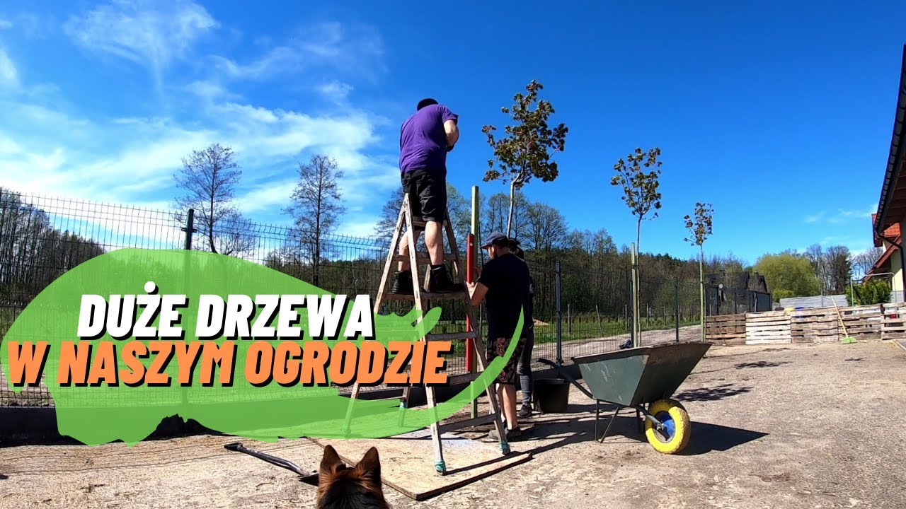 Duże drzewa do naszego ogrodu