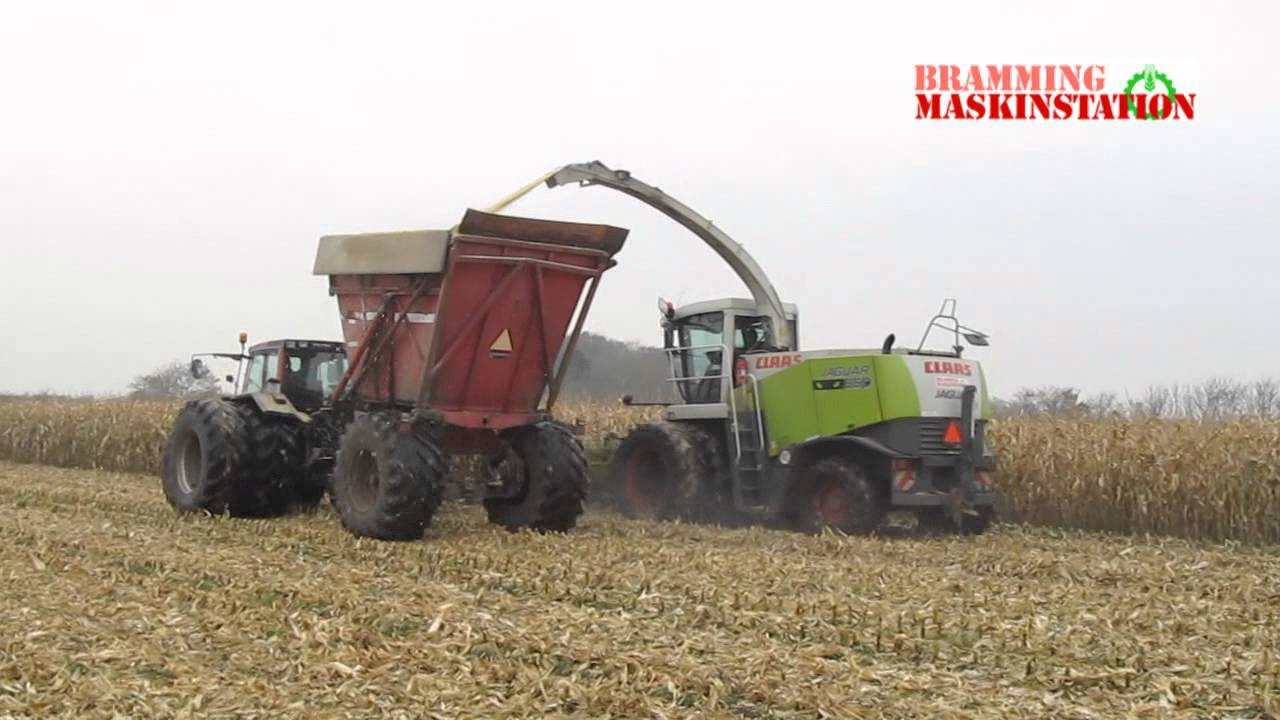 Majs-h&oslash;st med Claas Jaguar 870 og h&oslash;jtipvogne- Bramming maskinstation