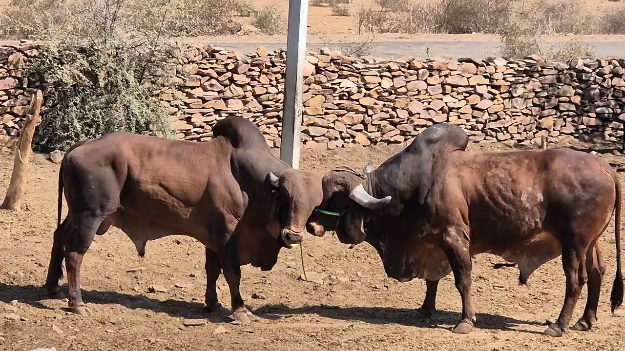 Gir bull fighting #girbull #gircow #bullfightindia #indianbull #bullpower
