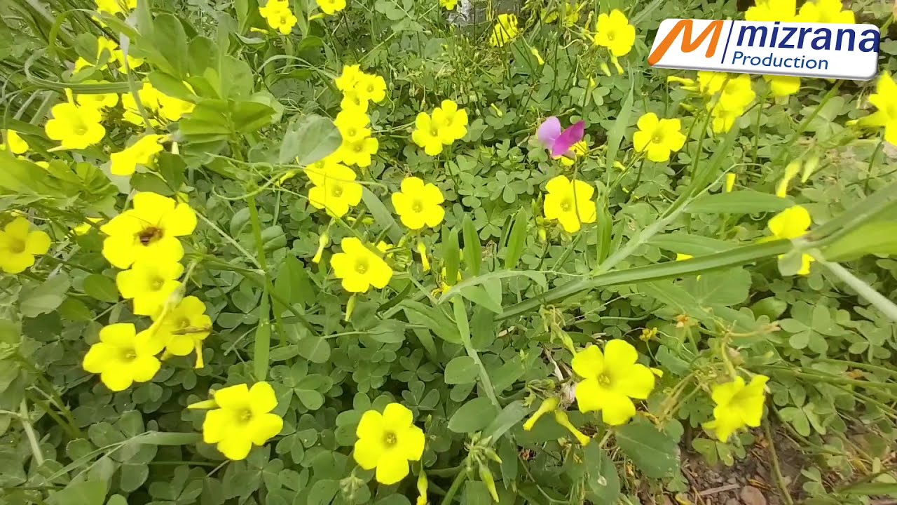 Printemps et fleurs en Kabylie