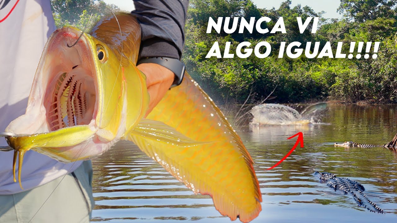 ISSO &Eacute; LOUCURA!!! NUNCA VI NADA IGUAL - PESCARIA DE ARUAN&Atilde; - Pousada Pinima #fishing #pesca #fish