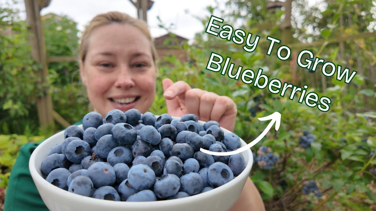 How To Grow Blueberries: Pruning, Choosing Your Variety, Pollination, Care, Fertilizer & Soil pH