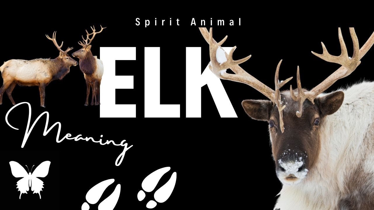 Elk Spirit Animal | Elk Spirit Guide | Elk Symbolism | Elk Totem