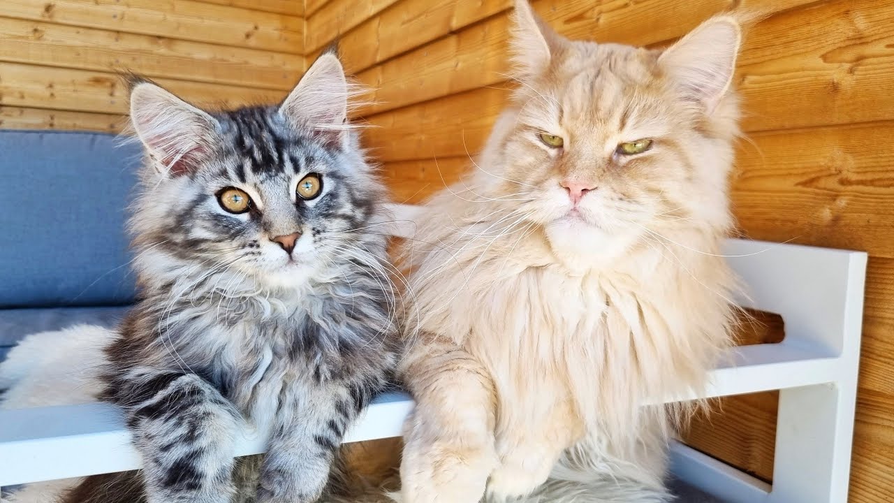 How to Be Cool - Big Cat Teaches the Little Kitten!
