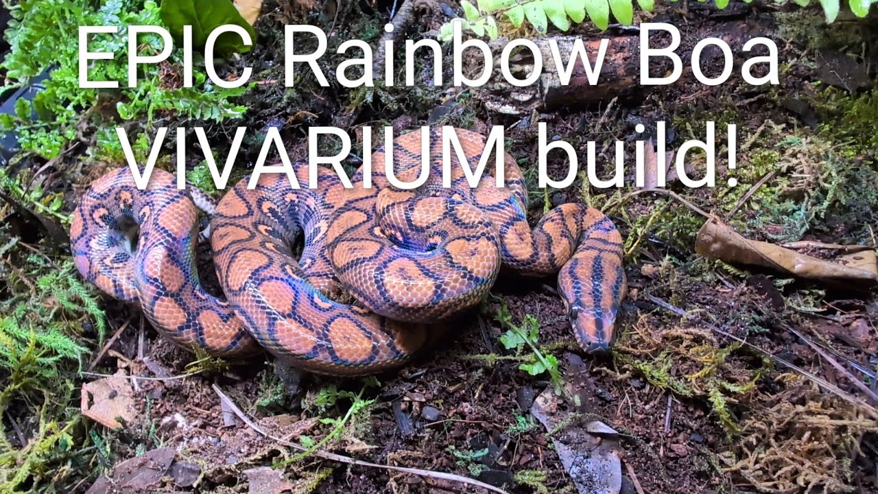 EPIC Vivarium build for BEAUTIFUL Brazilian Rainbow boa! 