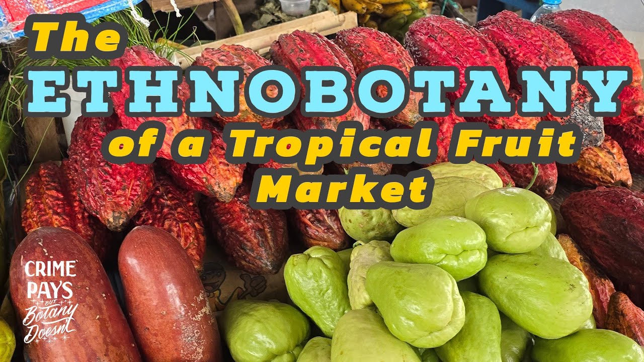 Ethnobotany of a Tropical Fruit Market