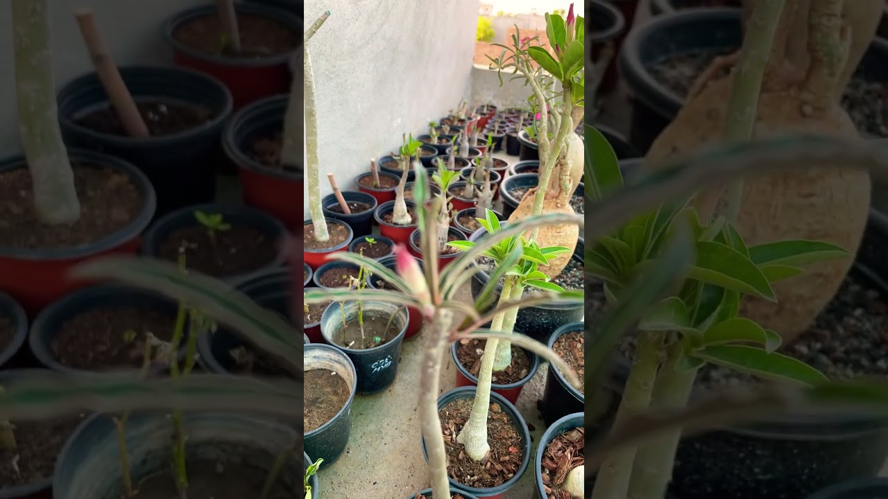 ADENIUMs multipetal grafted #adeniumlover #floweringplant #adeniumgarden