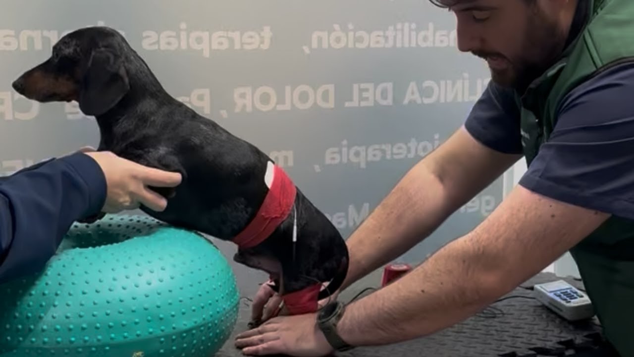 ¿Qué es la fisioterapia canina y cómo puede ayudar a tu mascota?@cvmamiferos