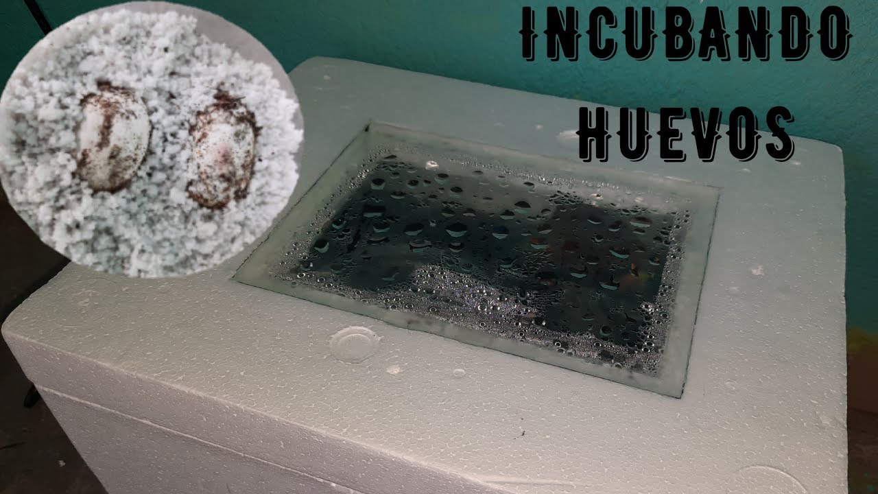 incubando huevos de TORTUGA