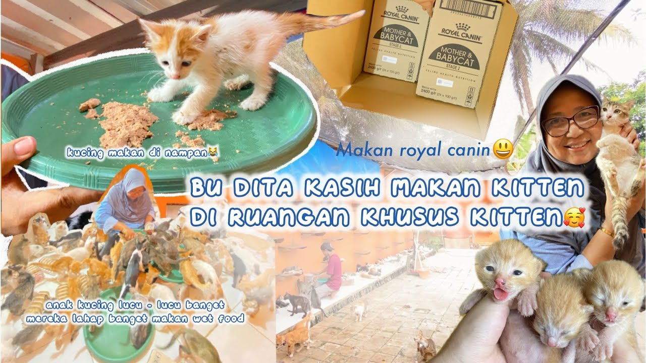 But Dita Agusta Pemilik Rumah Kucing Parung kasih makan kitten, di ruangan khusus kitten?! | RKP