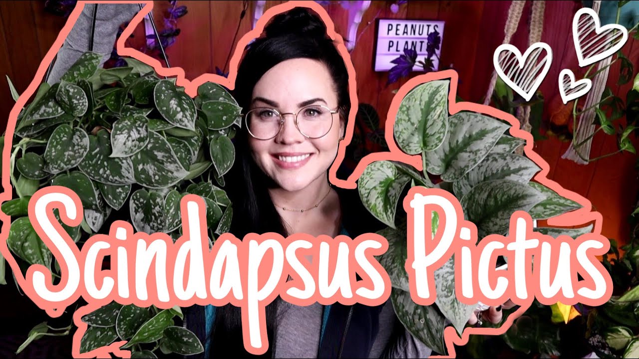 SCINDAPSUS PICTUS COLLECTION | MY FAVORTE HOUSEPLANT