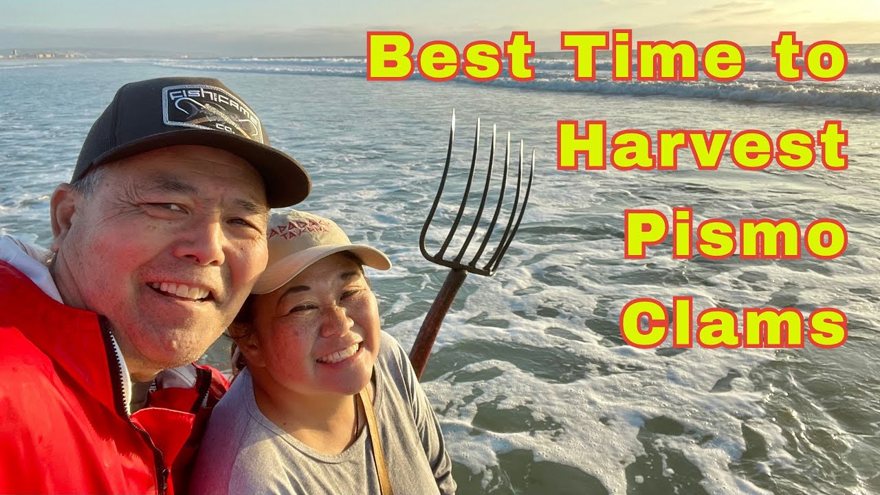 When is the Best Time to Dig for Pismo Clams?