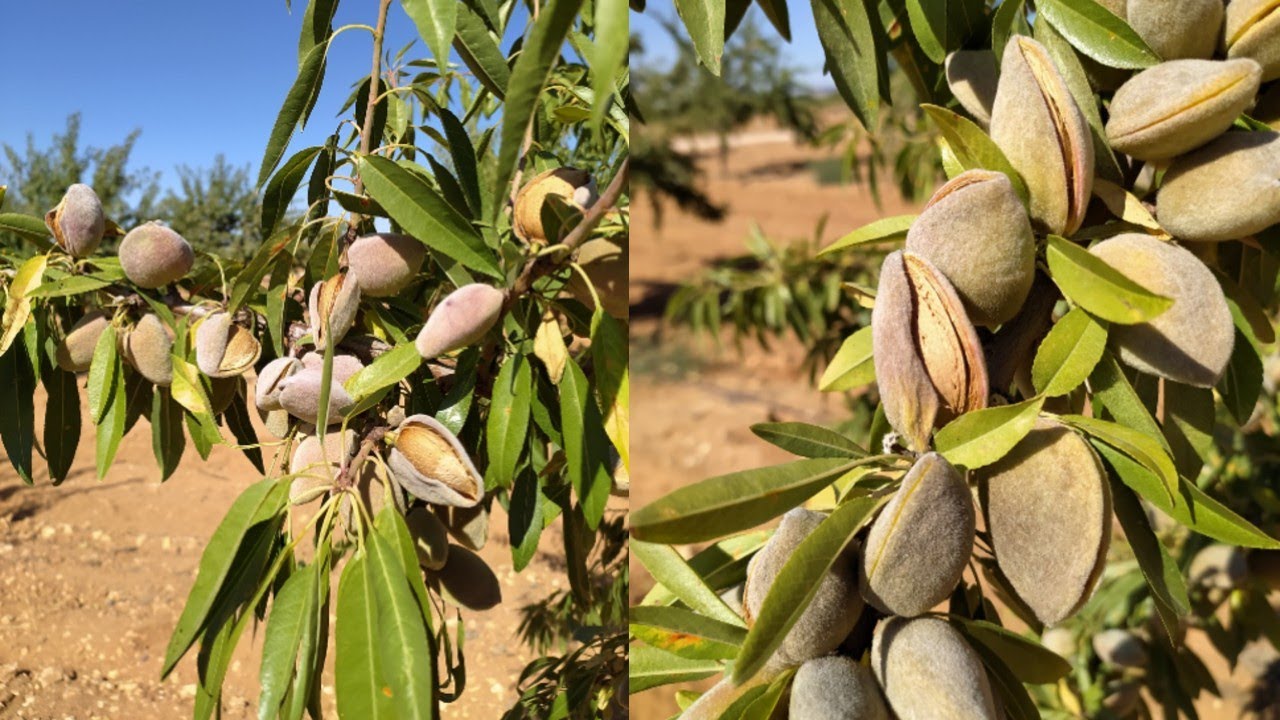 MADURACION DE LA ALMENDRA, VAIRO Y AVIJOR LAURANNE