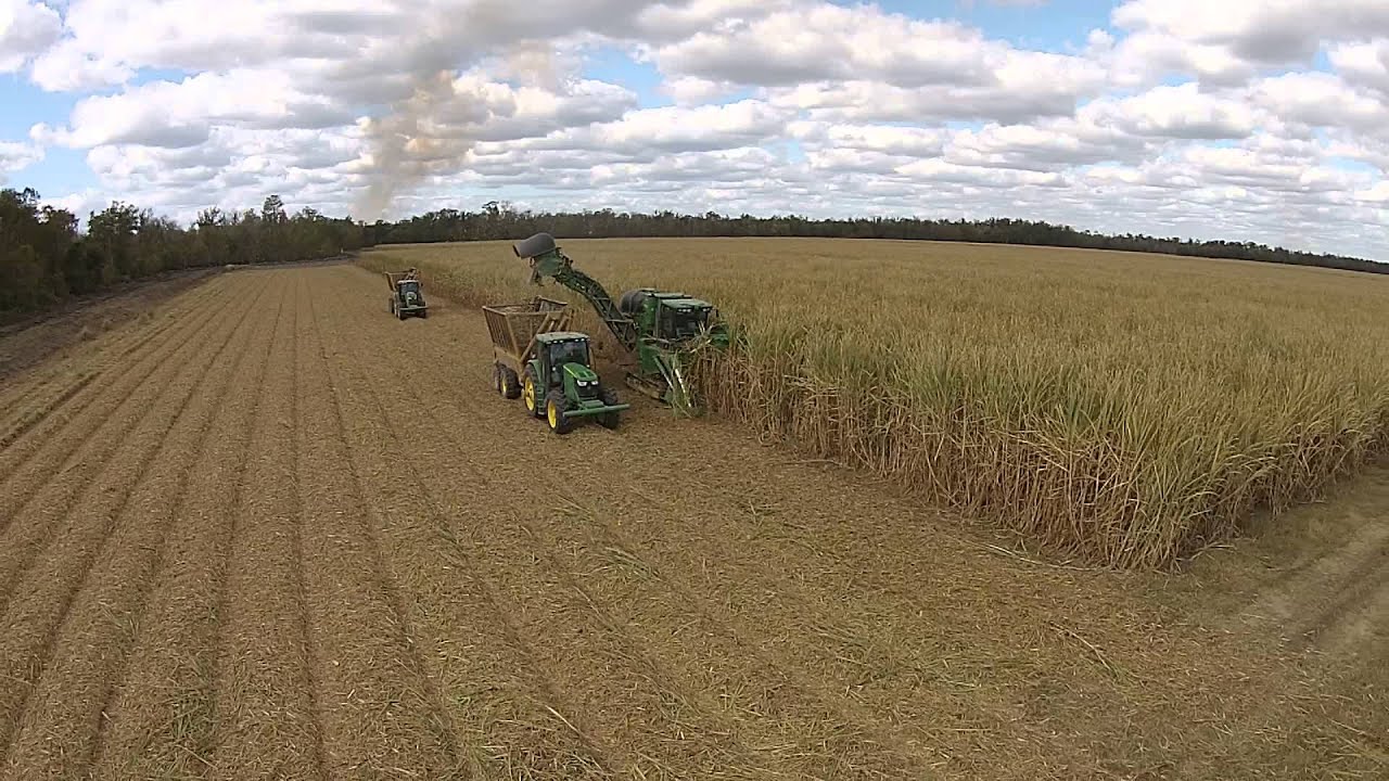 2014 Sugar Cane Harvest Houma Louisiana