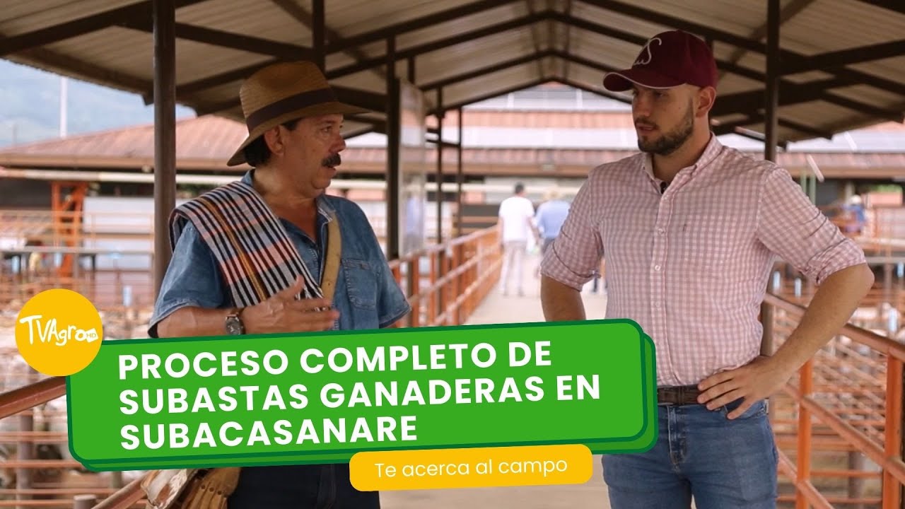 Proceso completo de subastas ganaderas en Subacasanare - TvAgro por Juan Gonzalo Angel Restrepo
