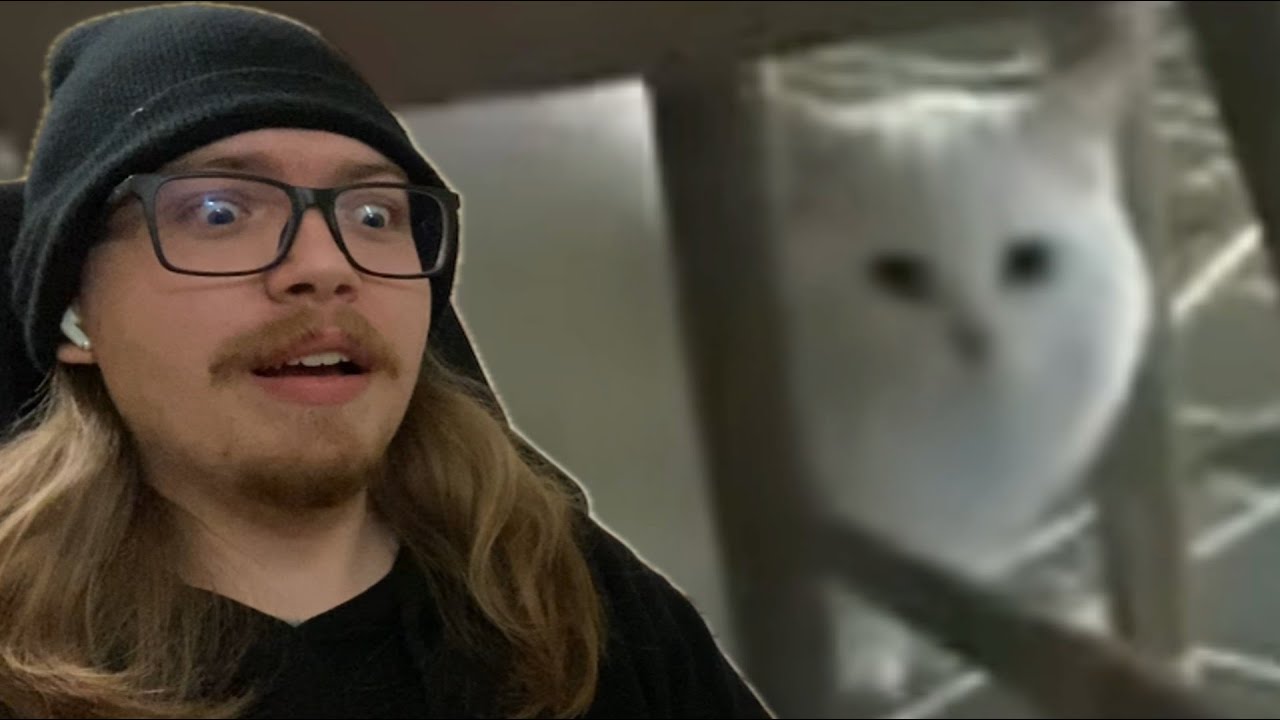 WHAT AM I HEARING!? | Some guy yells at some cats [REACTION]
