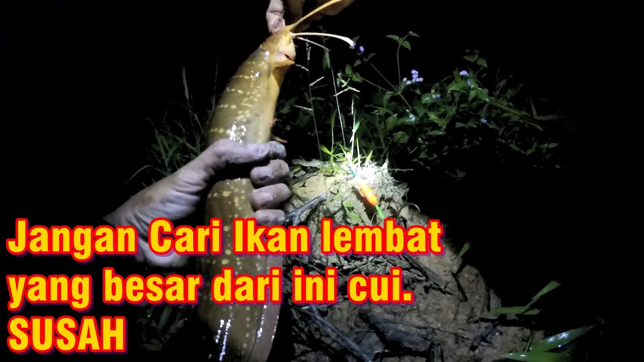 MANCING IKAN LEMBAT BESAR / IKAN KELI / IKAN LELE