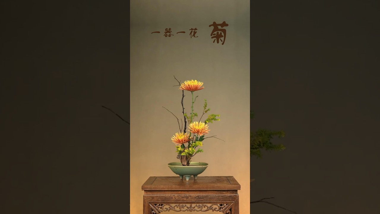 中式插花零基础入门 一花一器(菊花) #flowers #florist #ikebana