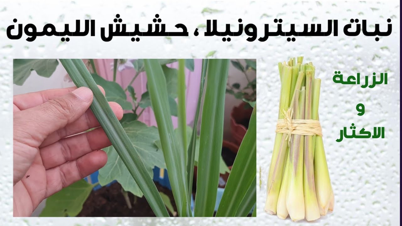 زراعة حشيشة الليمون، السيترونيلا والعناية بها. Lemon Grass