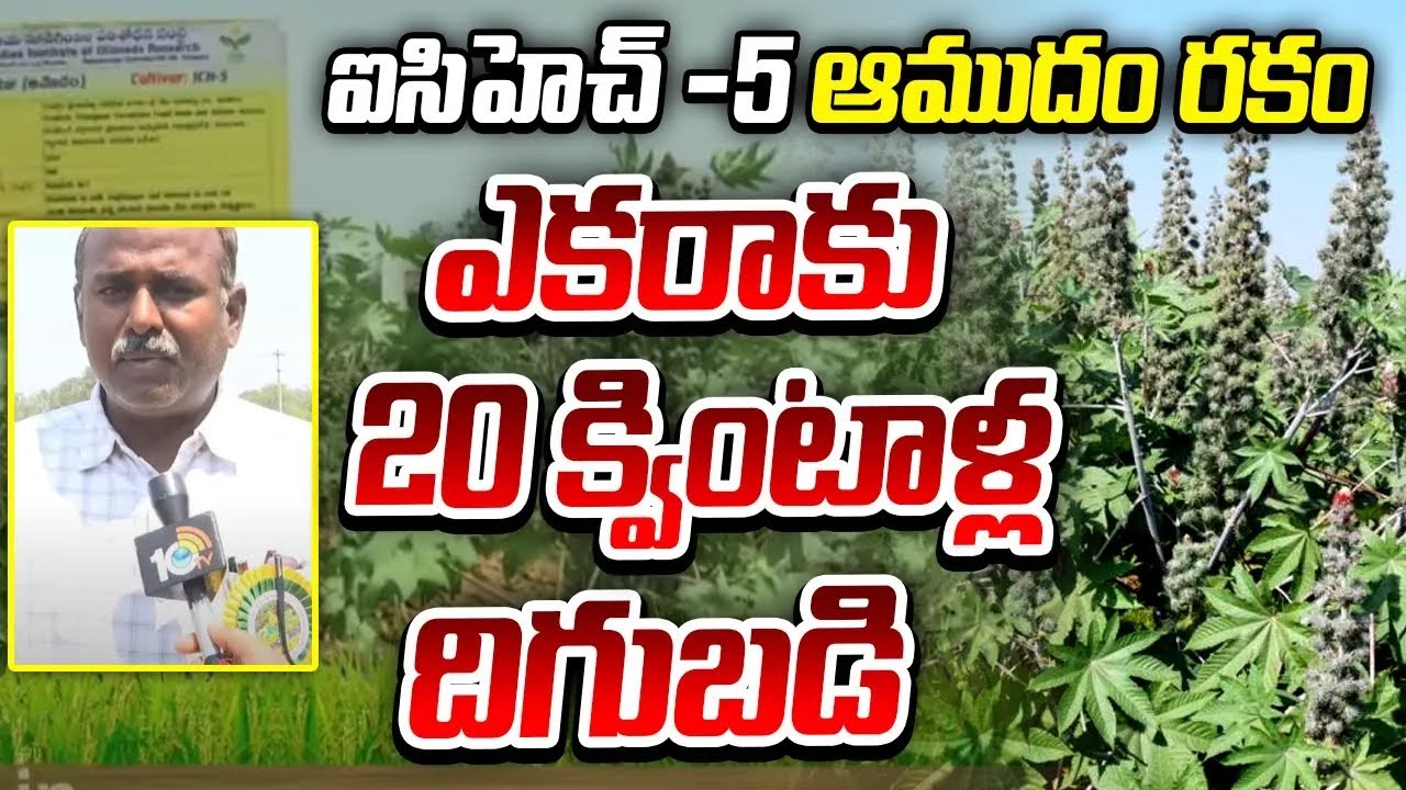 ICH-5 Castor Oil Variety | ఐసిహెచ్ -5 ఆముదం రకం ఎకరాకు 20 క్వింటాళ్ల దిగుబడి | Matti Manishi | 10TV