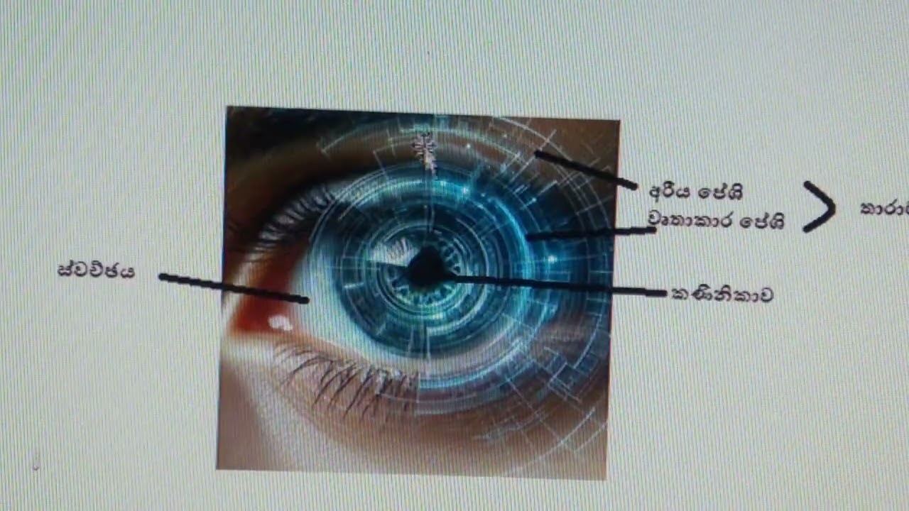 Speed revision ##advance level ##humanbody  ♥ 2026 මිනිස් ඇස වයුහය සහ කෘත්‍යය පහදන්න (30 minutes) 