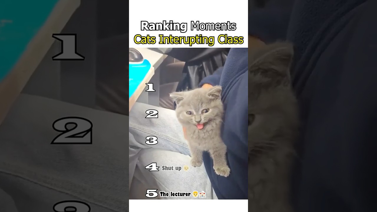 Cats Interrupting Online Class 😂 (Ranked Worst to Best) #FunnyCats #CatShorts #ViralCats