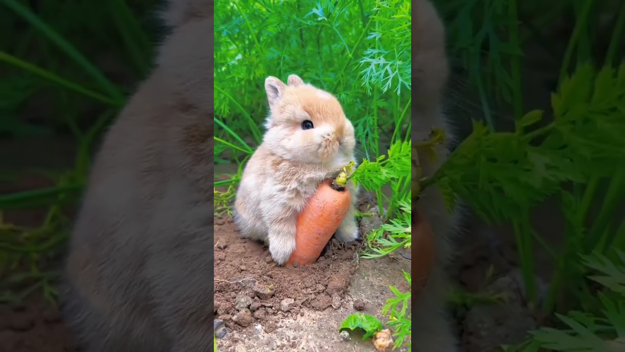Hop, Hop! Best Day in the Rabbit Company #shorts #relax #rabbits