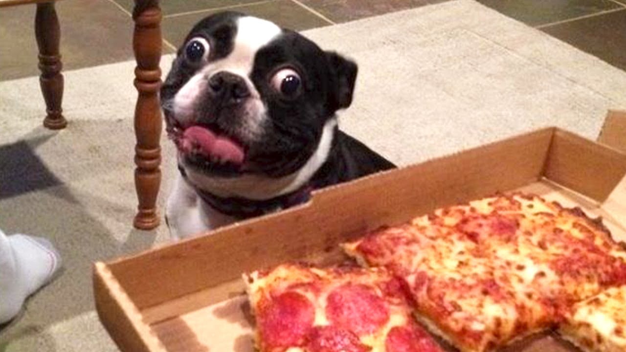 Funniest Animal Videos 2025 😹 Pets Doing the Silliest Things!
