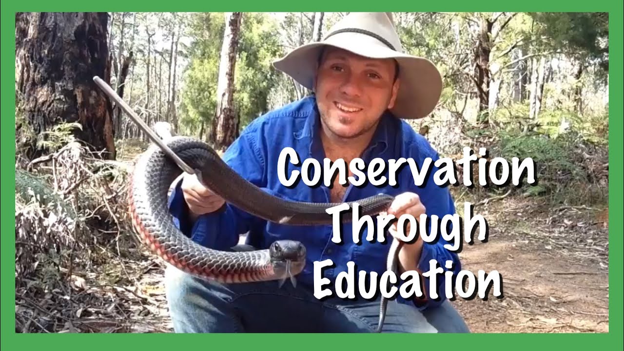 Wicked Wildlife - Conservation through Education
