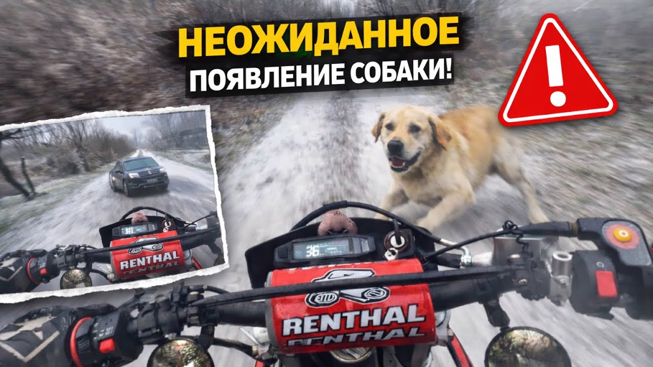 СБИЛ СОБАКУ?! | покатушки Kovi Max 300|
