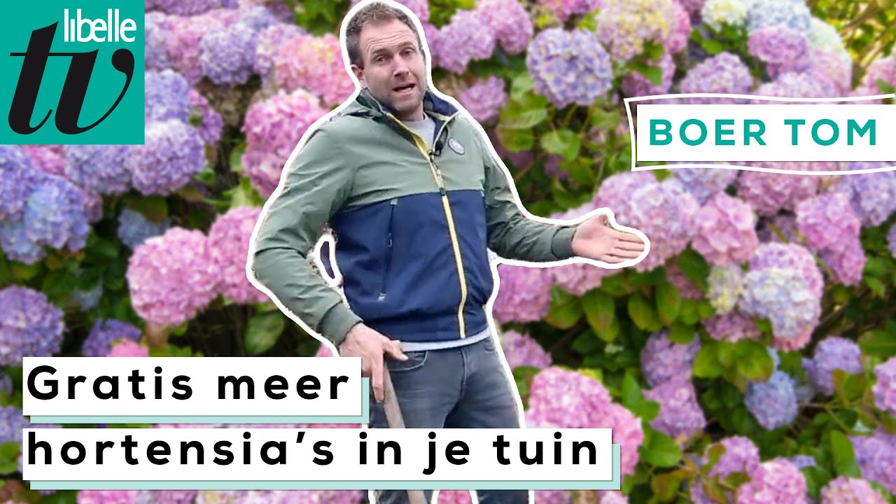 Je hortensia's vermeerderen doe je zo -Boer Tom