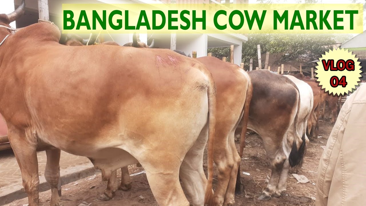 COW MARKET IN BANGLADESH: Cow market vlog #4