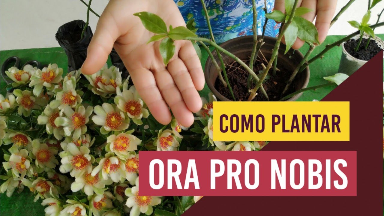Посадка Ora Pro Nobis: Как выращивать это легкое питание древесины - панки