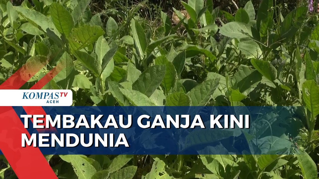 Tembakau Hijau Paling Diburu Pencinta Tembakau